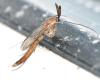 Keroplatus testaceus